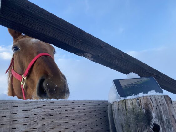 シホノレジーナ