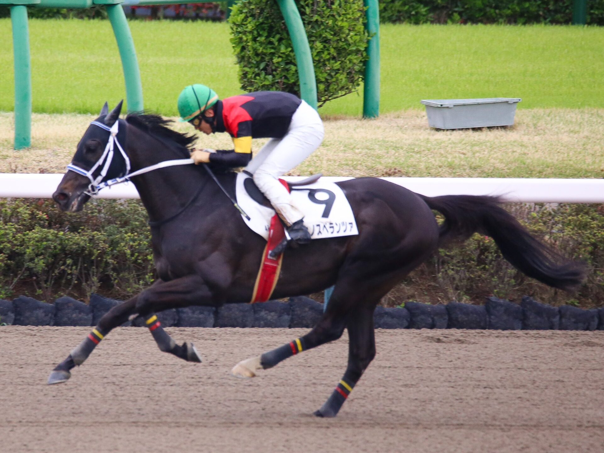 4月13日の中山4R・障害未勝利（2880m・直線ダート）において、生産馬のシホノスペランツァ号（牡6歳、父ブラックタイド、母メジロスプレンダー）が勝利