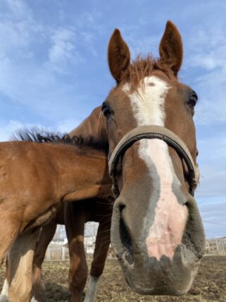 ナオミラフィネ