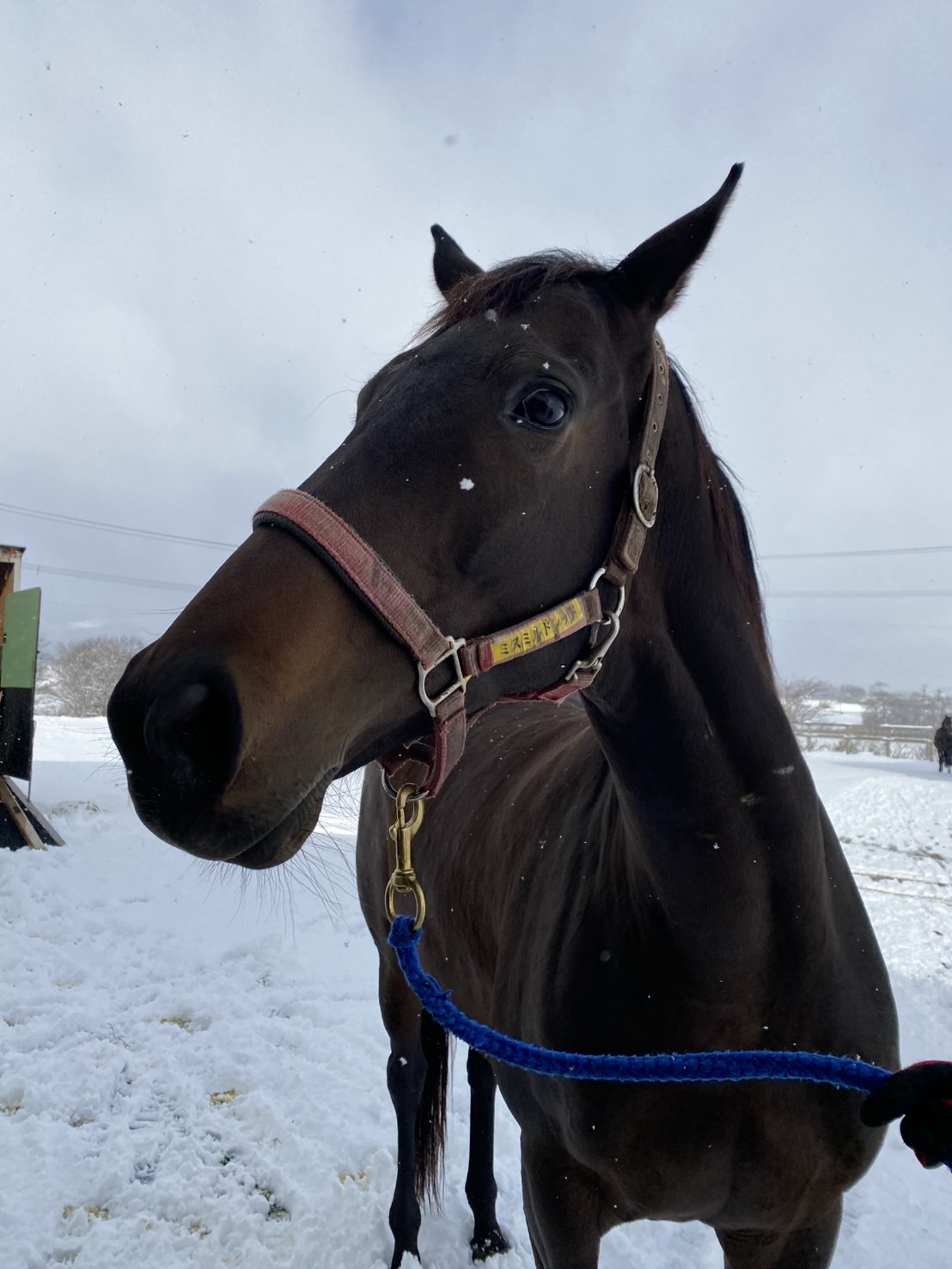 ミスミルドレッドの2024の母馬