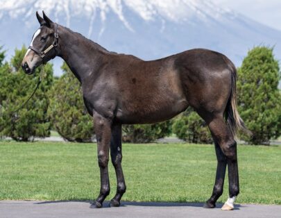 生産馬 | LAKE VILLA FARM