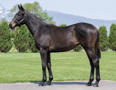 アイヴィベルの2024