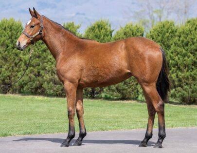 ジャムアンドマムの2024