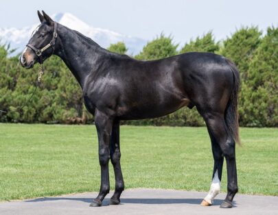 ジュベルアリの2024