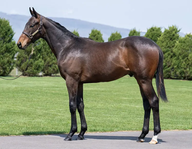 ［新品］馬と踊ろう Dancing with Horses miss-mildred2024_T.jpg.webp