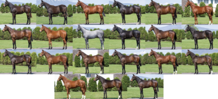 セレクトセール2025 上場馬一覧ページを作成しました