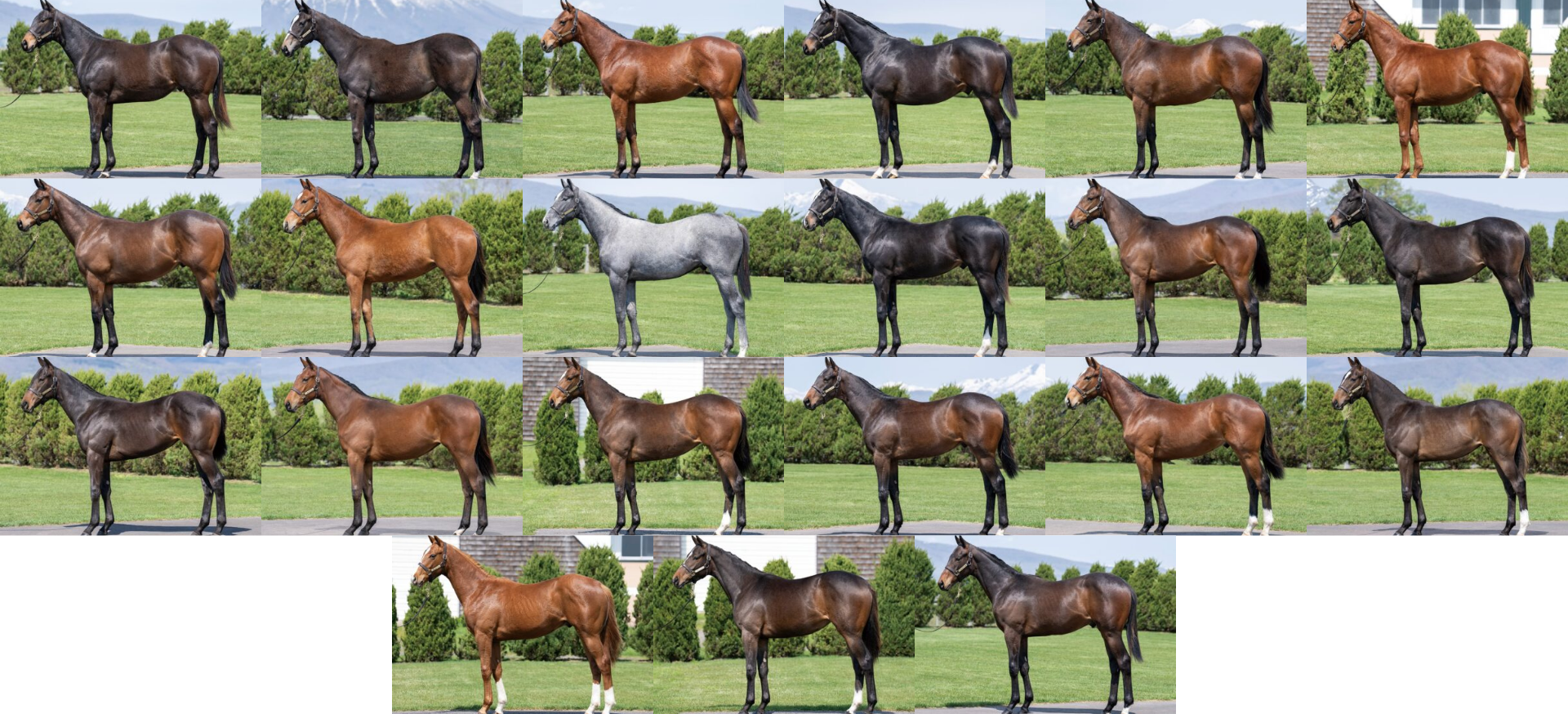 セレクトセール2025上場馬一覧