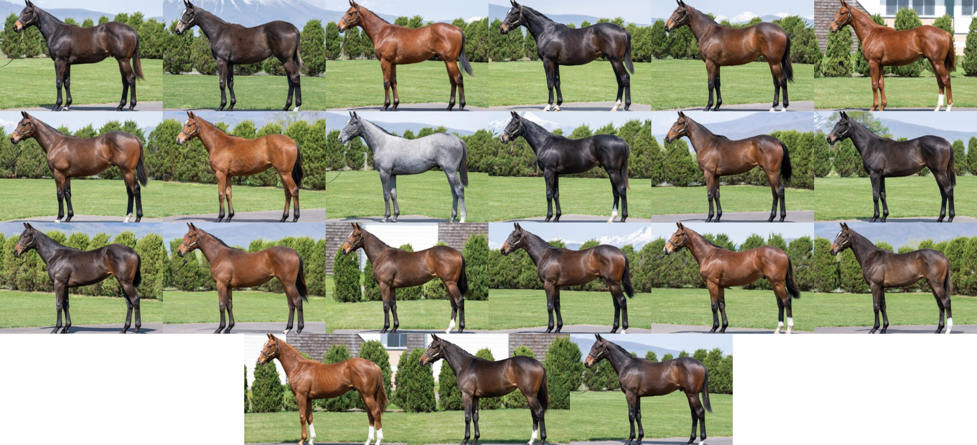 セレクトセール2025完売御礼 | LAKE VILLA FARM