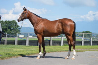 HBAサマーセール2025 メジロシャレード24をご購買いただきました