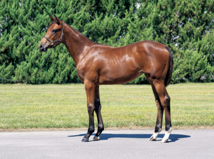 アウェイクアットミッドナイトの2025