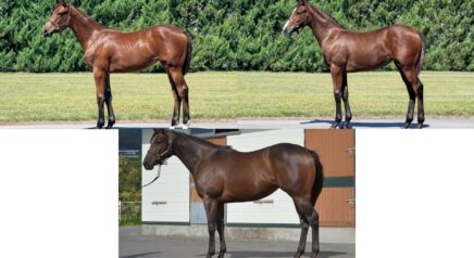2025年10月21日(火)ミックスセール開催 生産馬 2頭 ／ 繁殖牝馬 1頭 が上場