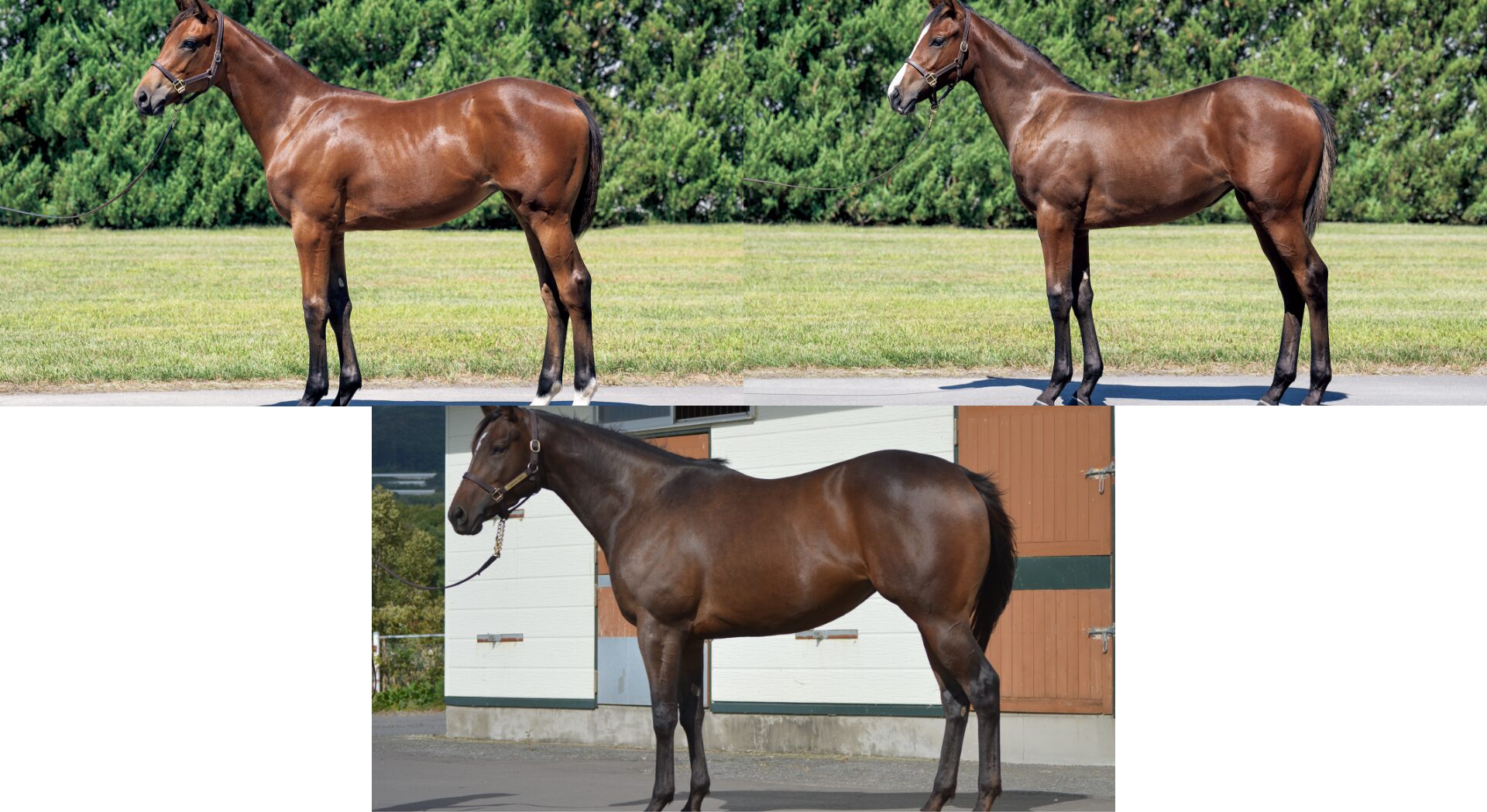 2025年10月21日(火)ミックスセール開催 生産馬 2頭 ／ 繁殖牝馬 1頭 が