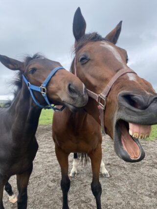 グラディーヴァ