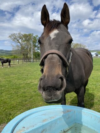 ジュリアバローズ