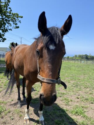 ソレッラカリーナ