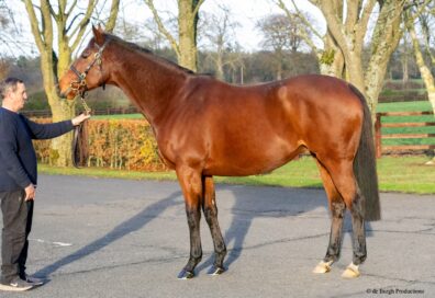 愛国で開催されたゴフス社 「ノベンバーセール」で マッドクールの叔母を12万ユーロで落札