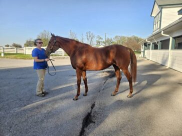 米国で開催されたファシグティプトン社 「ノベンバーセール」で 米GIIウイナーを200万ドルで落札