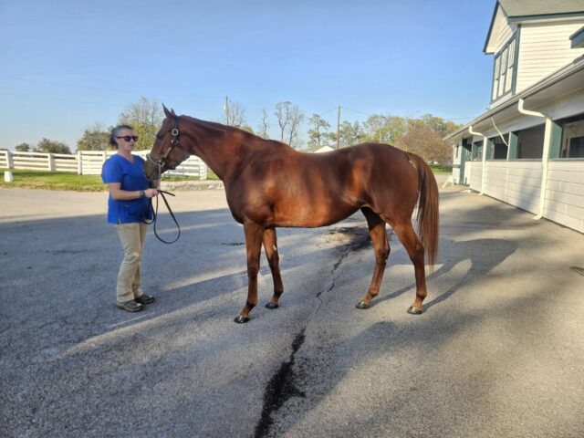 米国で開催されたファシグティプトン社 「ノベンバーセール」で 米GIIウイナーを200万ドルで落札