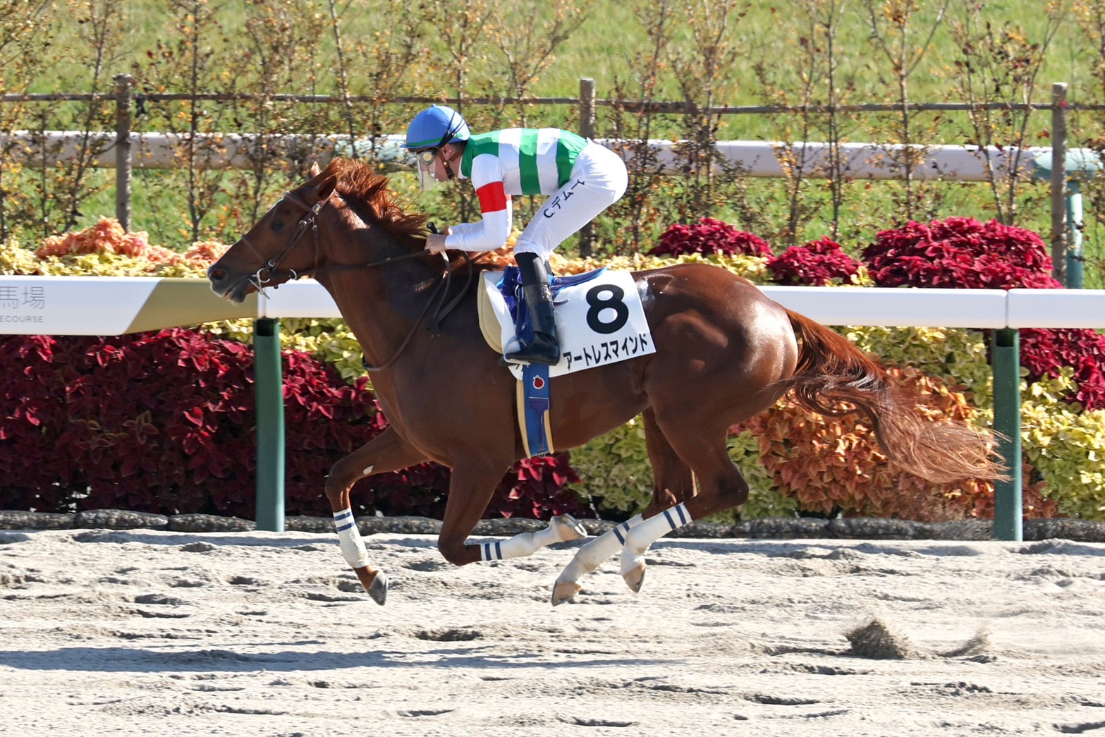 11月15日の京都7R・3歳以上1勝クラス（ダート1800m）において、生産馬のアートレスマインド号（牡3歳、父マインドユアビスケッツ、母リチュアルローズ）が勝利