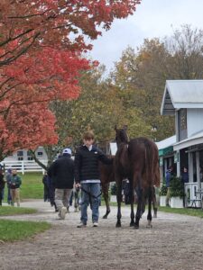 【米国セール遠征2025】 スタッフが語る繁殖牝馬を追いかけて②