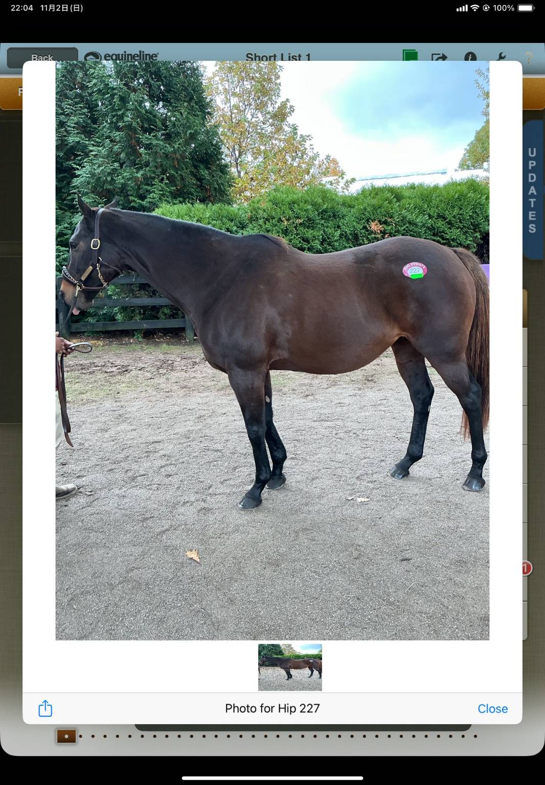 Trenchtown Catの横姿