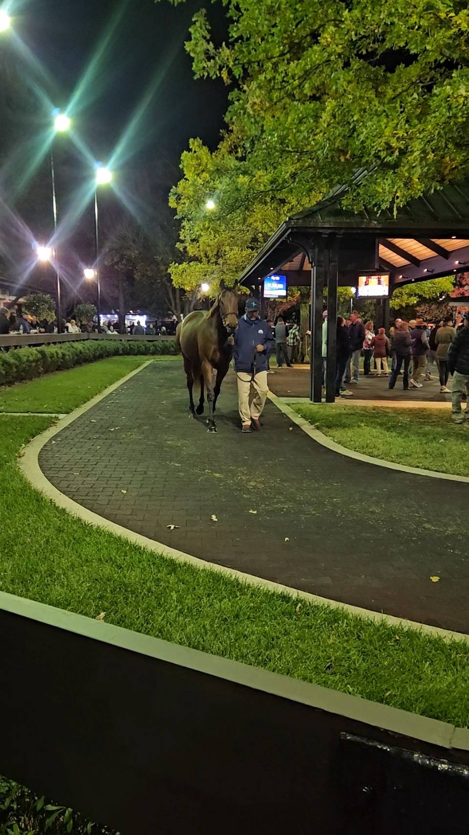 セリ場 ファシグティプトン2