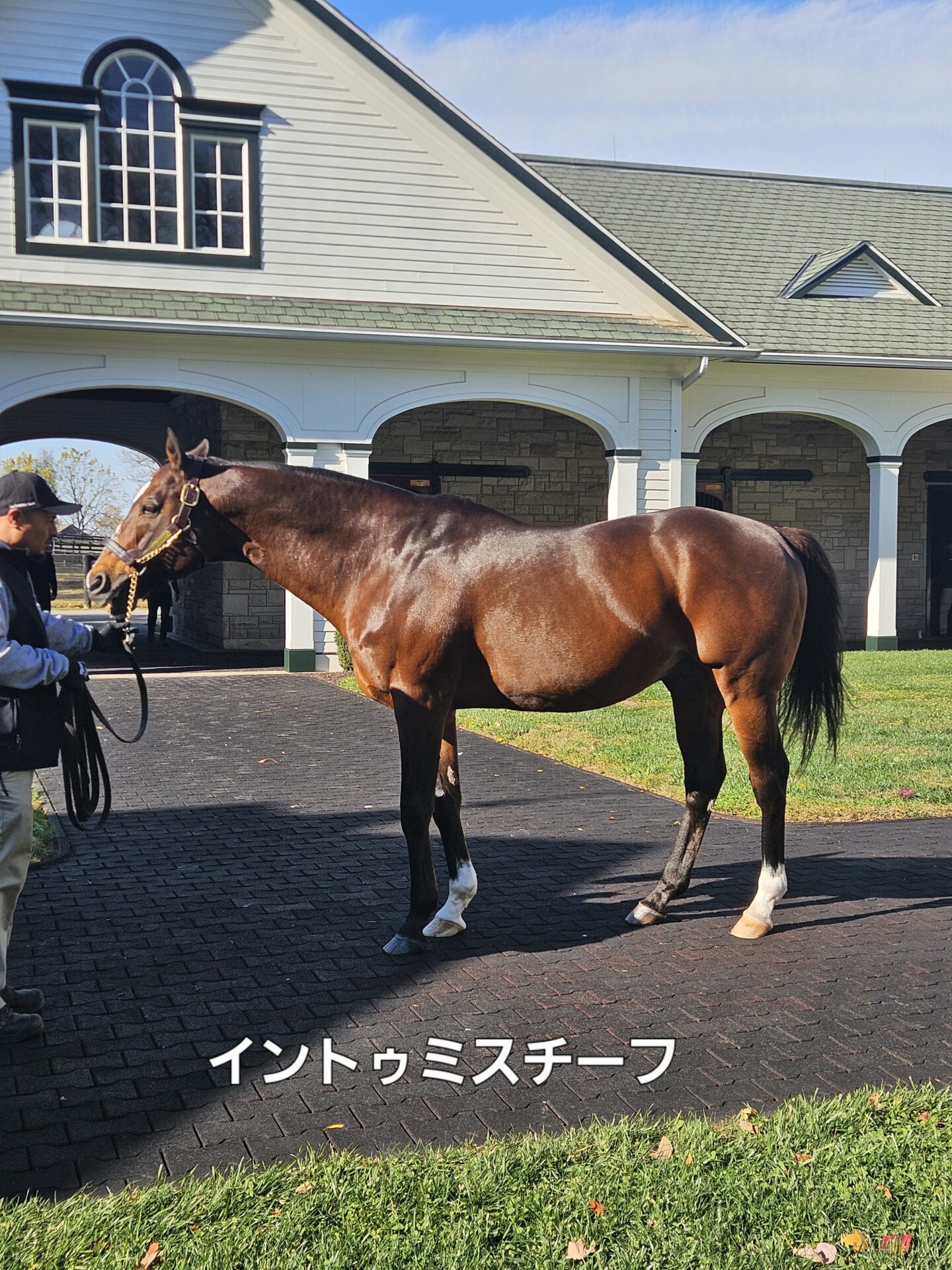 種牡馬イントゥミスチーフ