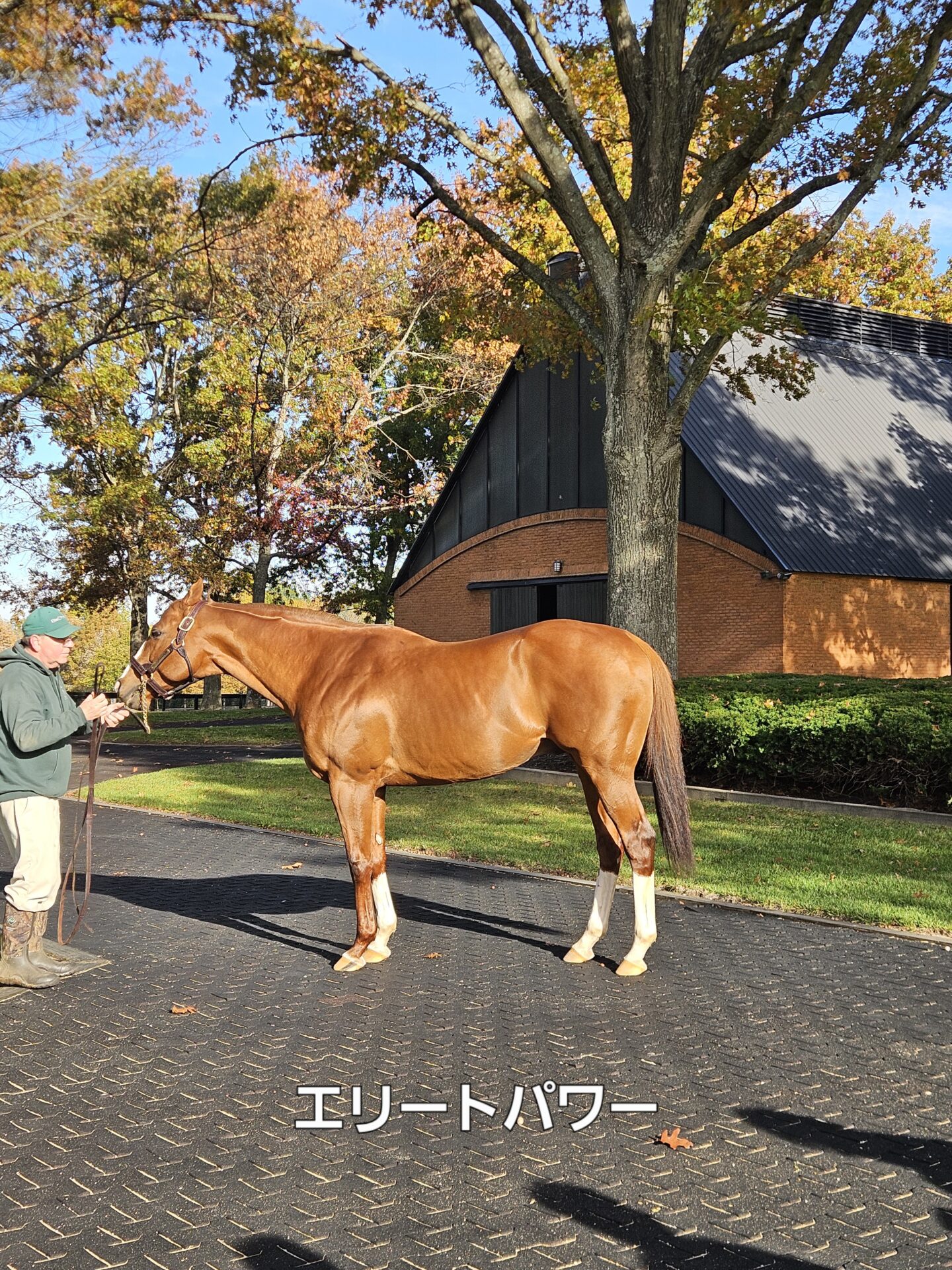 種牡馬エリートパワー