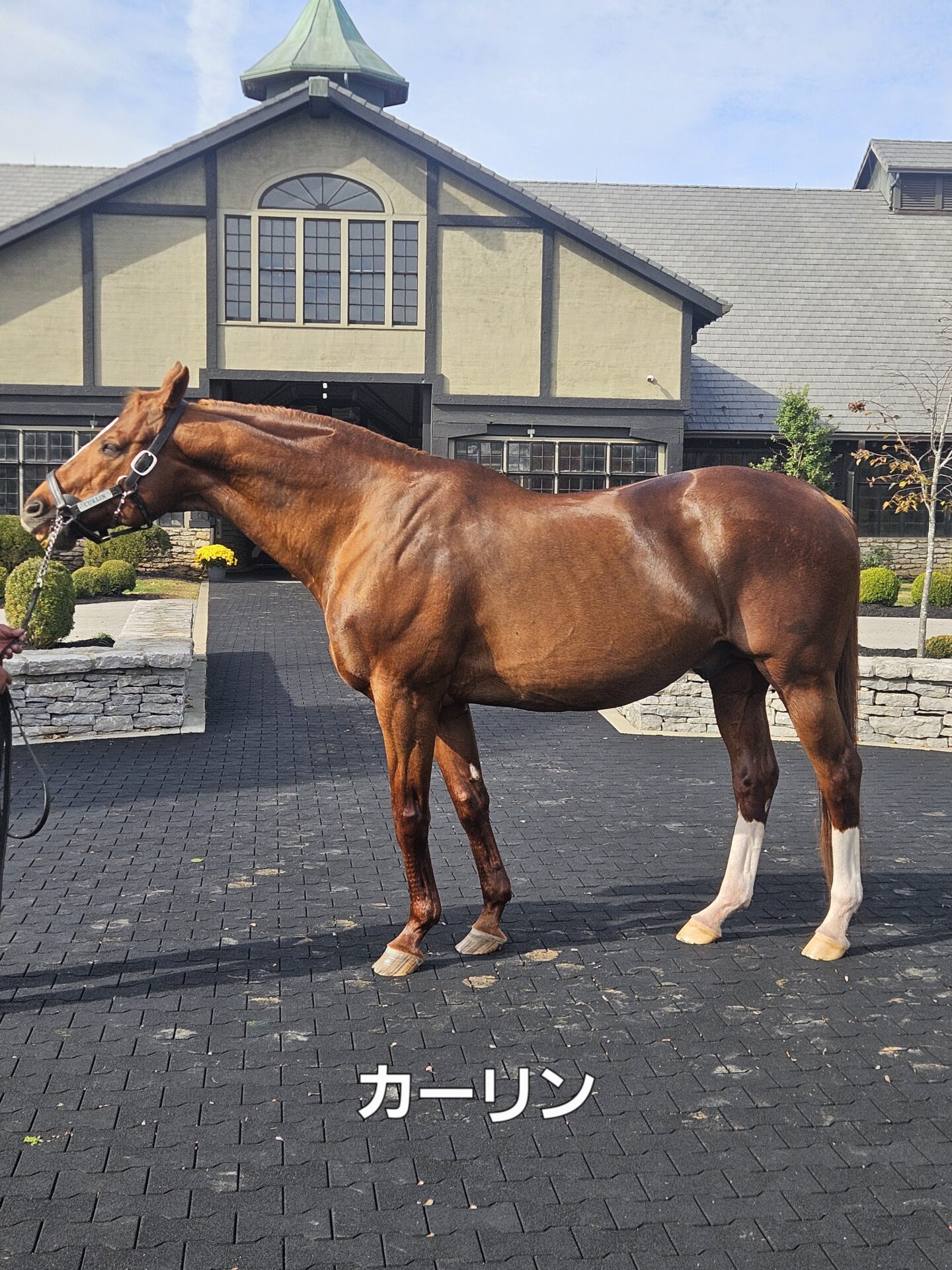 種牡馬カーリン