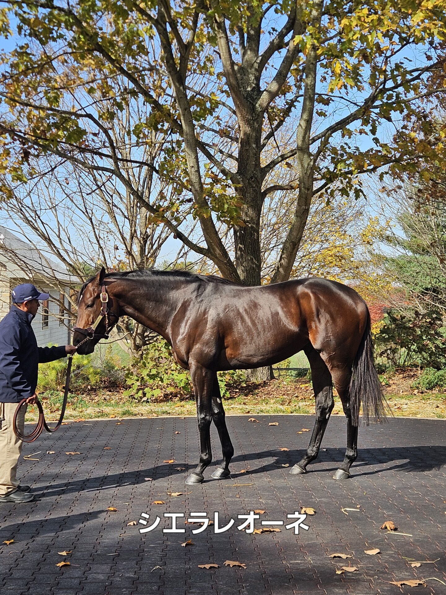 種牡馬シエラレオーネ