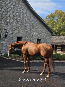 【米国セール遠征2025】 スタッフが語る繁殖牝馬を追いかけて⑧