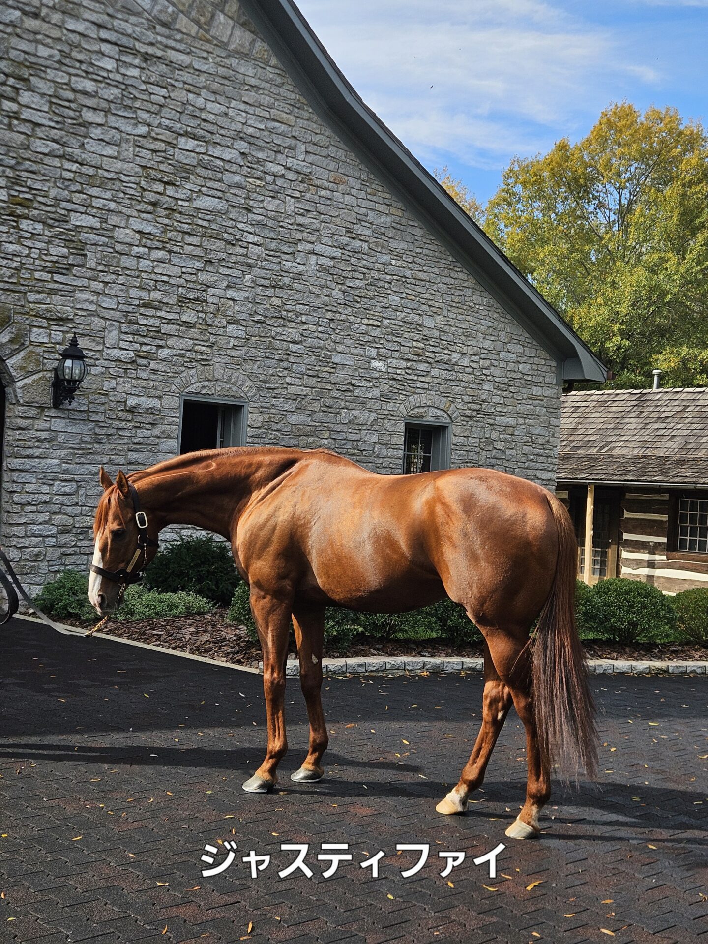 種牡馬ジャスティファイ