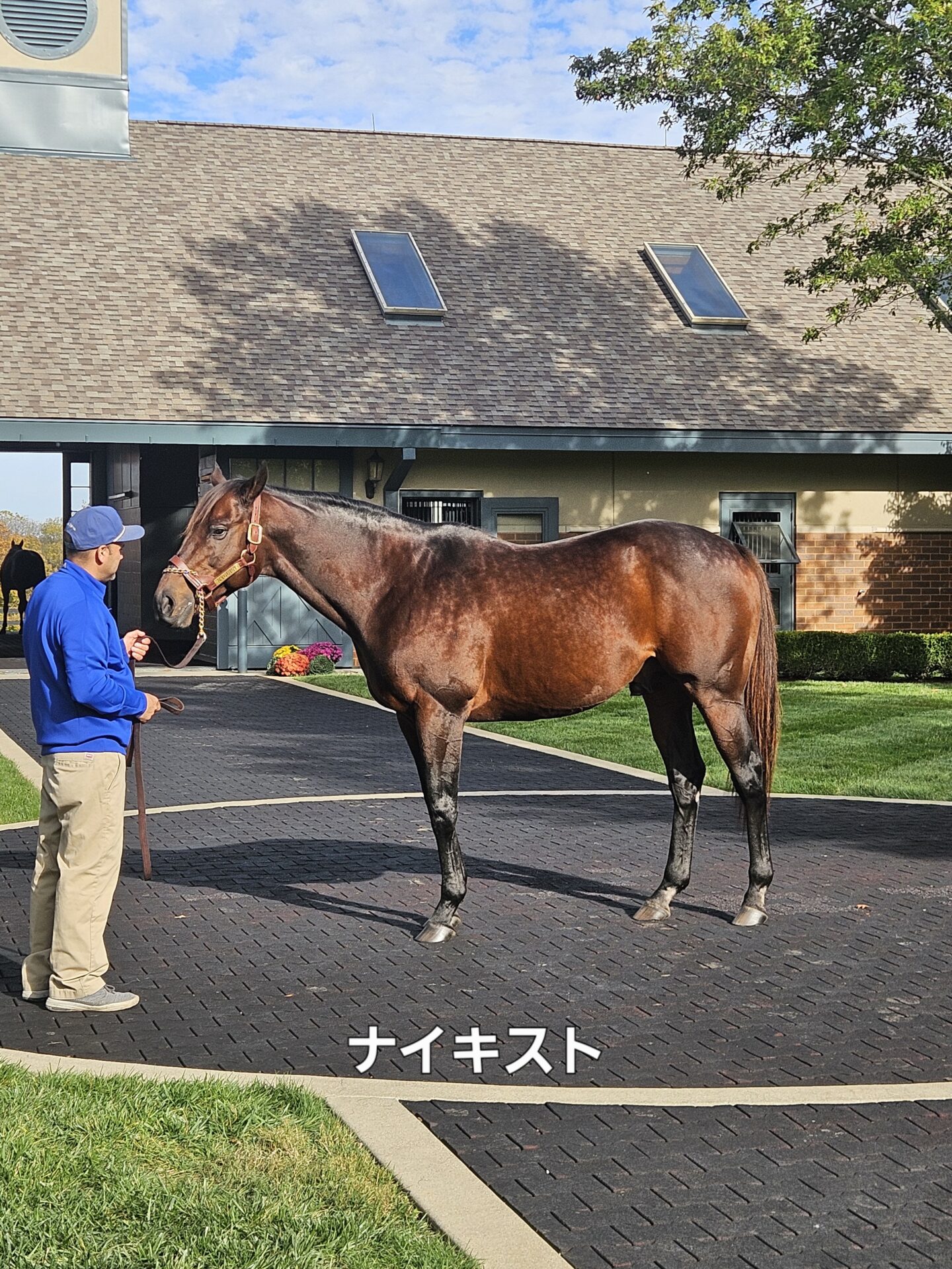 種牡馬ナイキスト