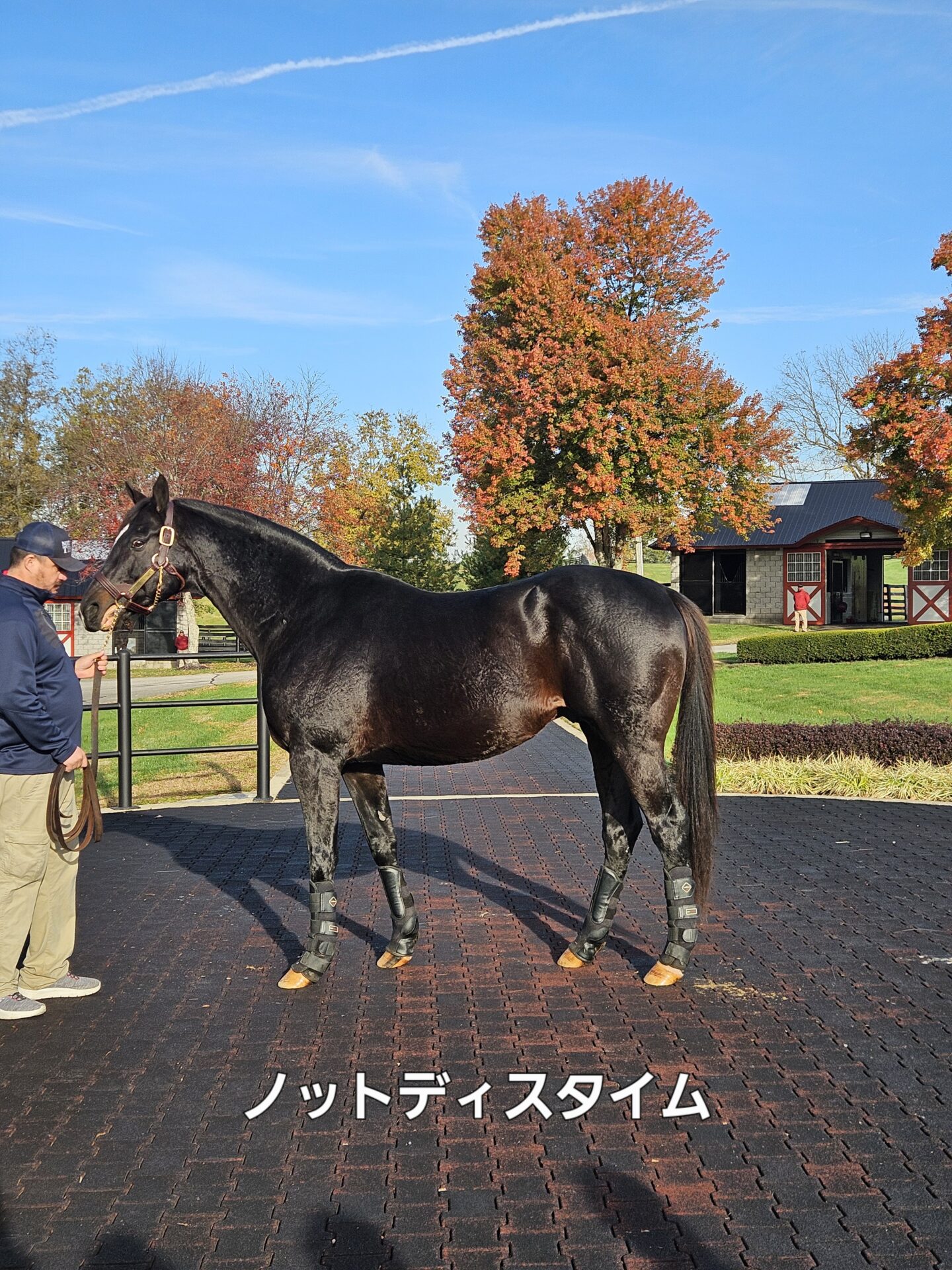 種牡馬ノットディスタイム