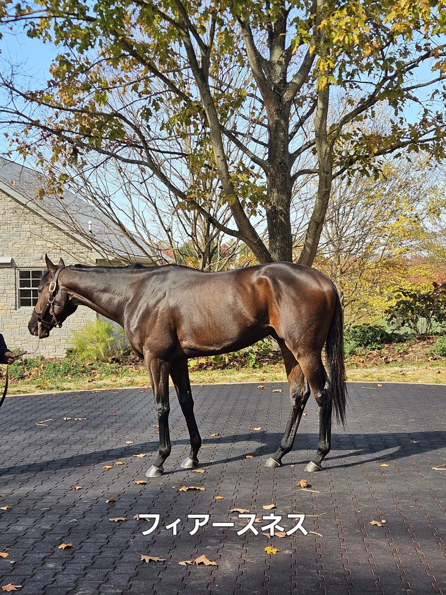 種牡馬フィアースネス