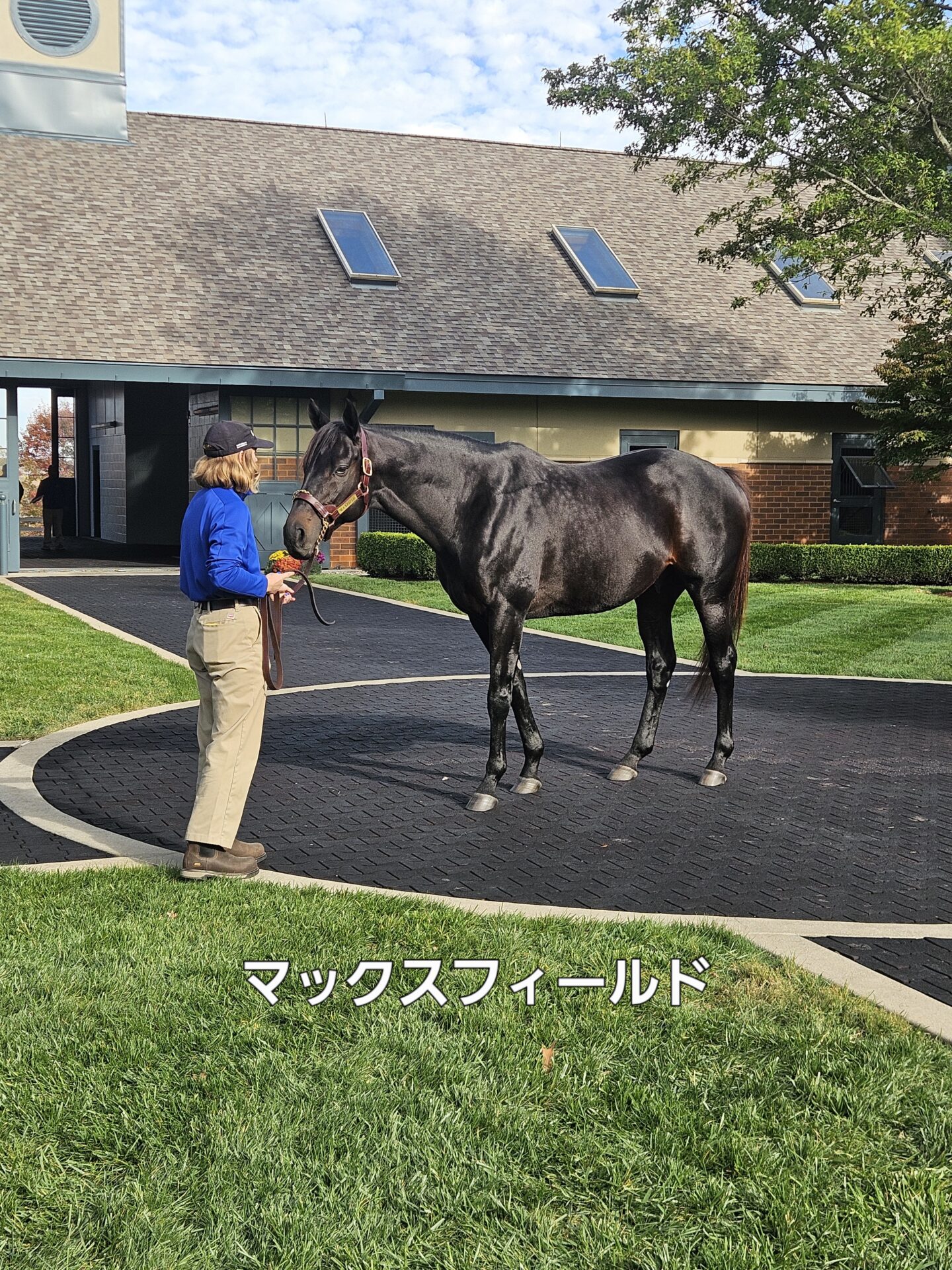 種牡馬マックスフィールド