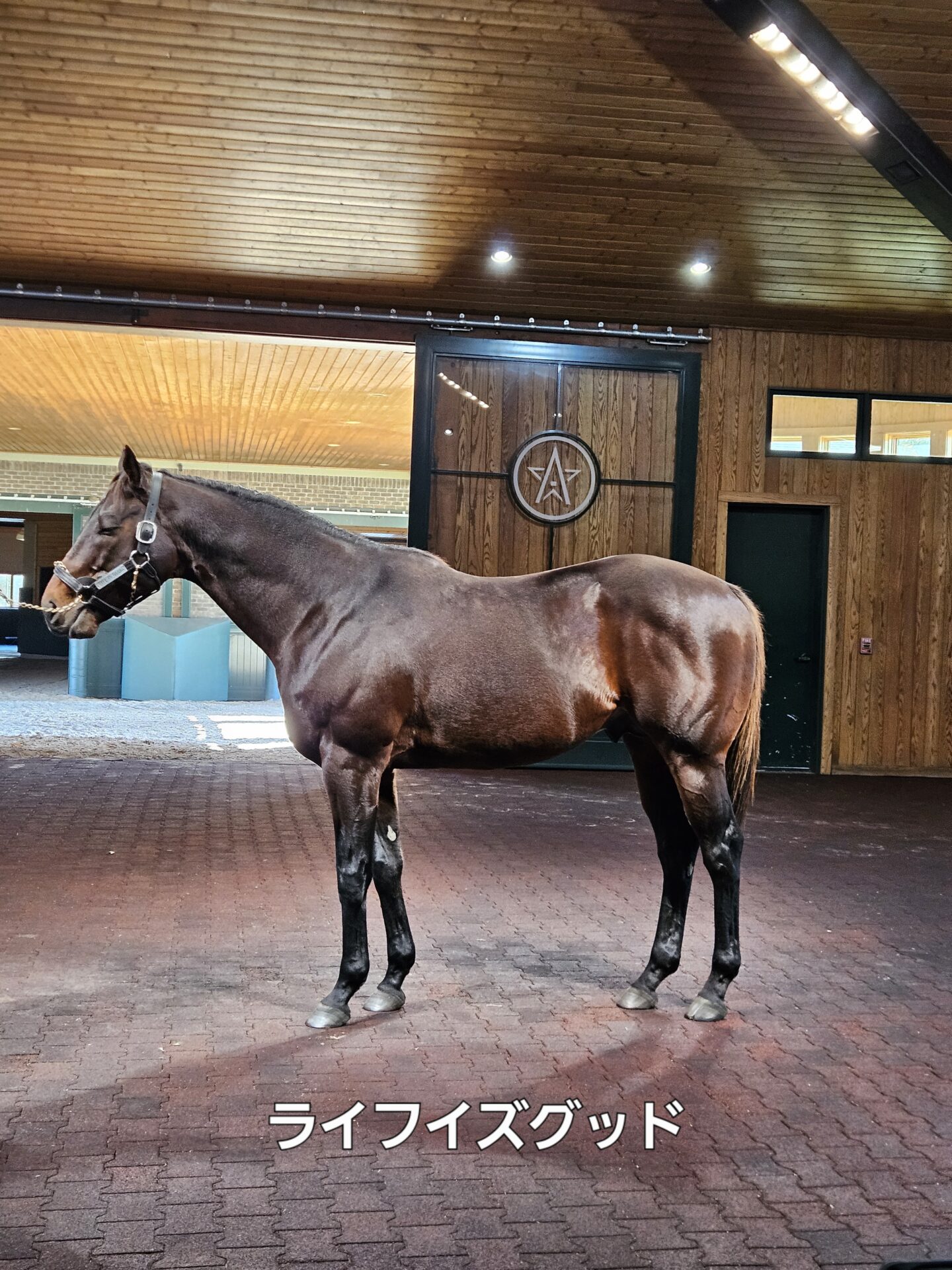 種牡馬ライフイズグッド