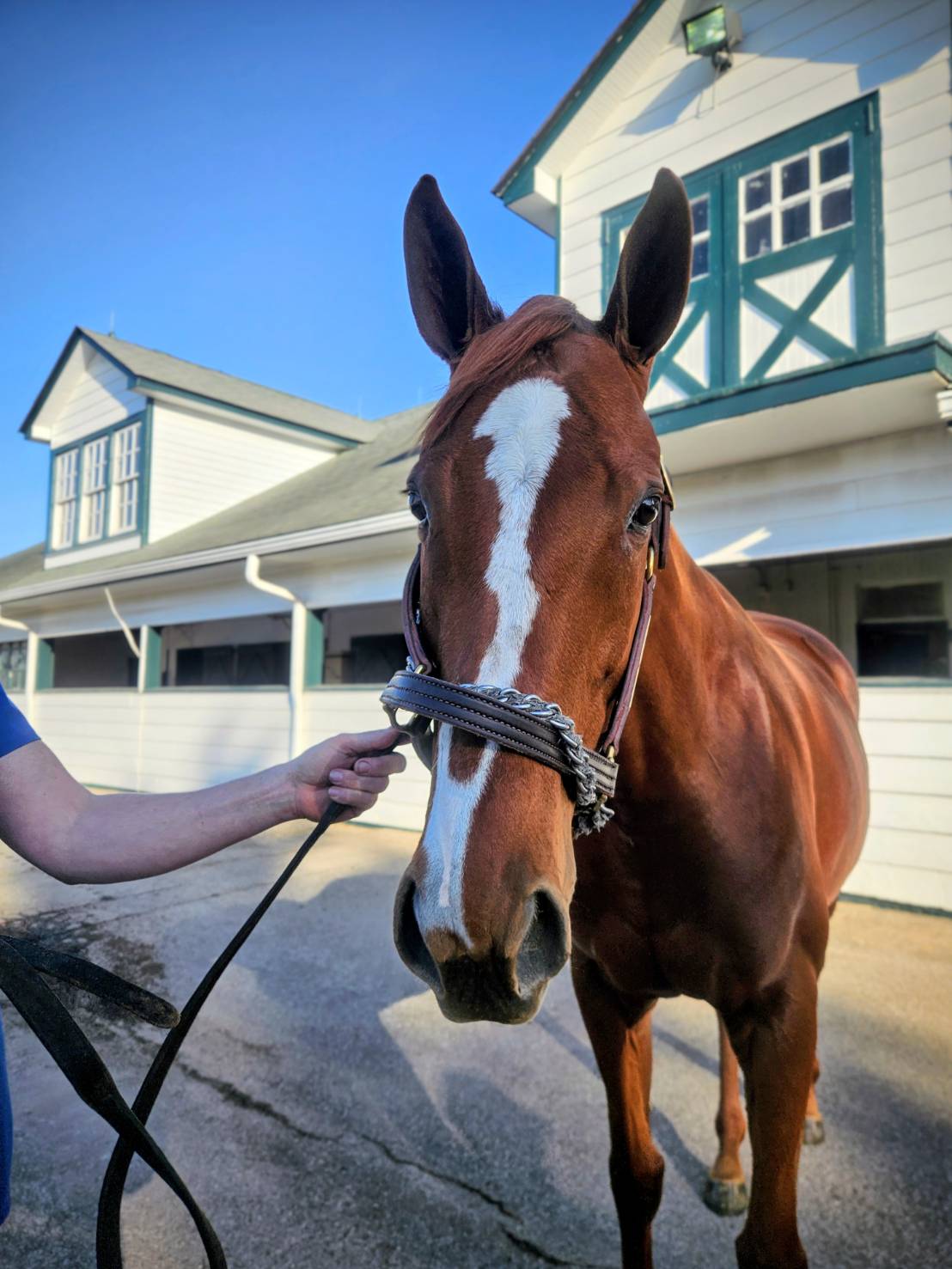 繁殖イントリケイト