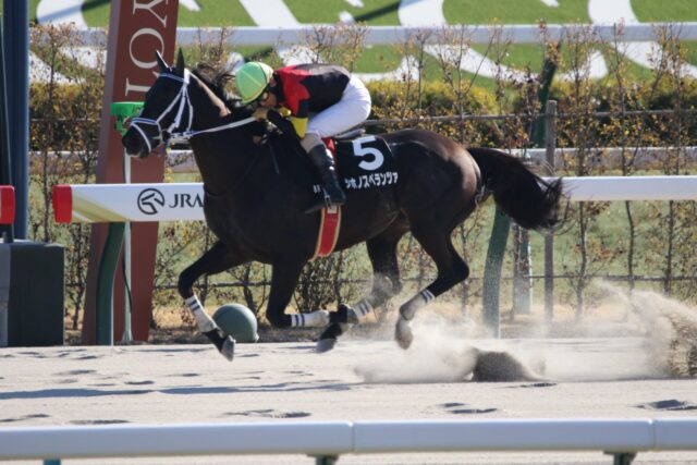 今年は大舞台も視野に シホノスペランツァが障害特別初勝利