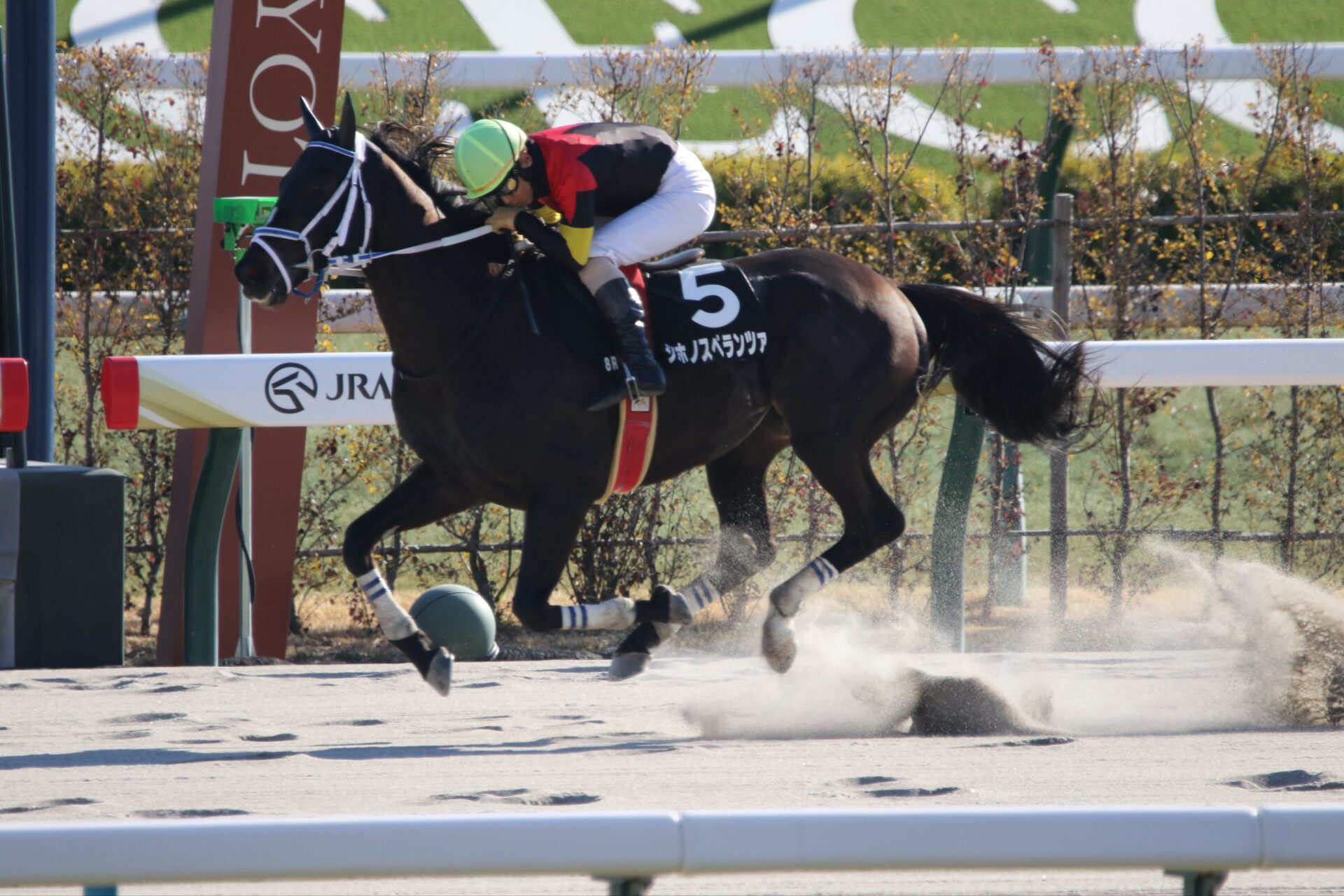 1月10日の京都8R・牛若丸ジャンプS（3170m・直線ダート）において、生産馬のシホノスペランツァ号（牡7歳、父ブラックタイド、母メジロスプレンダー）が勝利