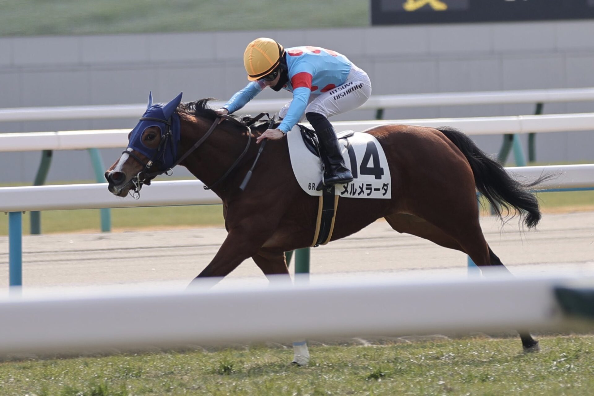 1月24日の京都6R・3歳未勝利（芝1400m）において、生産馬のメルメラーダ号（牝3歳、父セントマークスバシリカ、母ジャムアンドマム）が勝利
