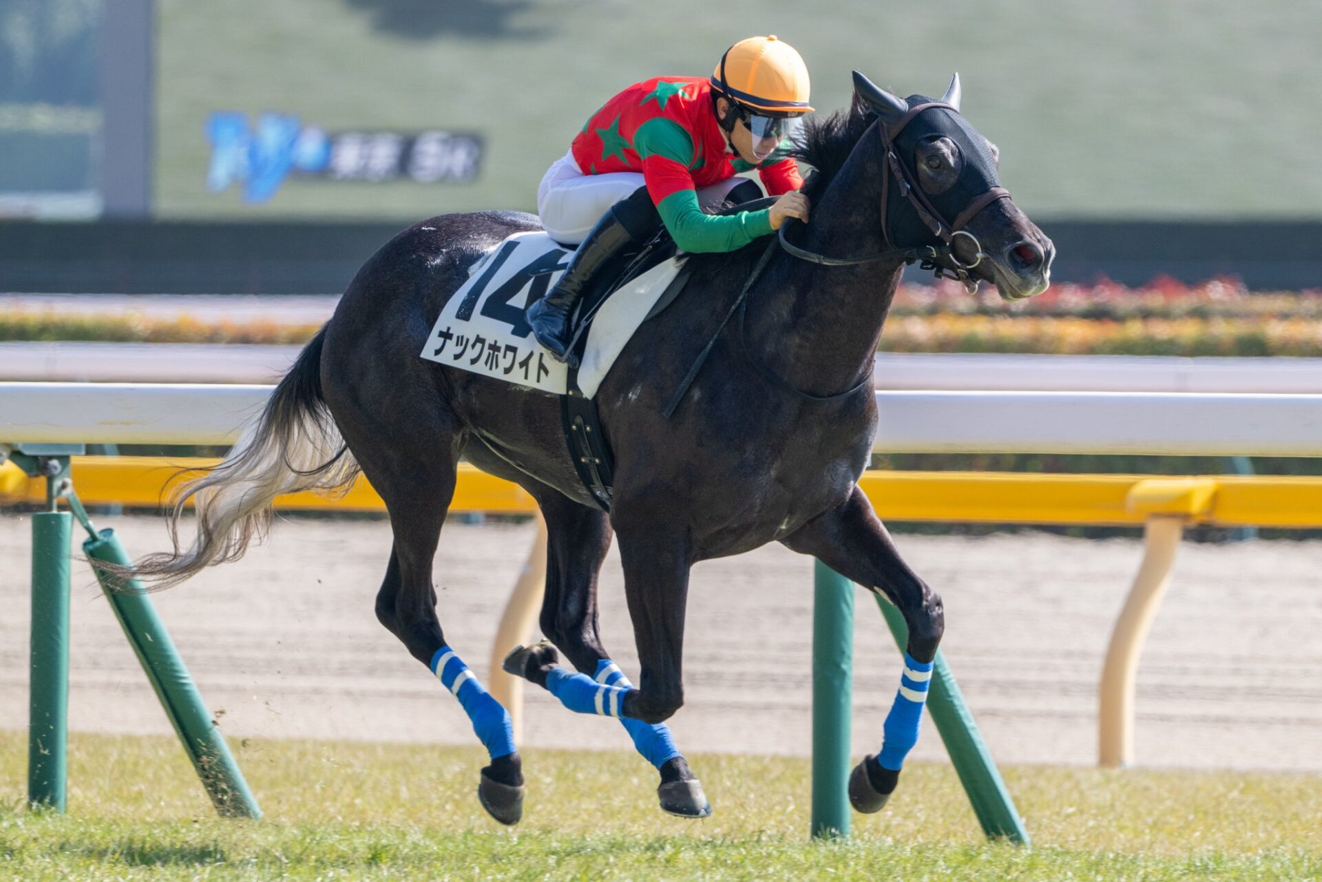 2月15日の東京5R・3歳未勝利（芝1800m）において、生産馬のナックホワイト号（牝3歳、父ブリックスアンドモルタル、母イタリアンホワイト）が勝利