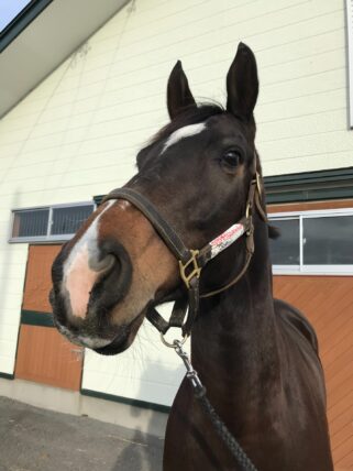 ジョプリン