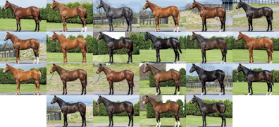 セレクトセール2026 上場馬一覧ページを作成しました