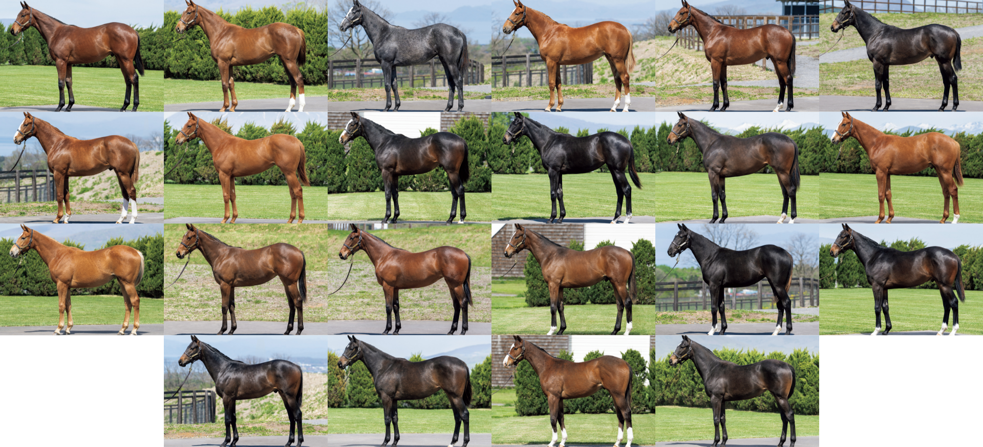 セレクトセール2026上場馬一覧