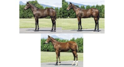 2026年10月19日(月)・20日(火) ミックスセール開催 生産馬 3頭 ／ 繁殖牝馬 3頭 が上場